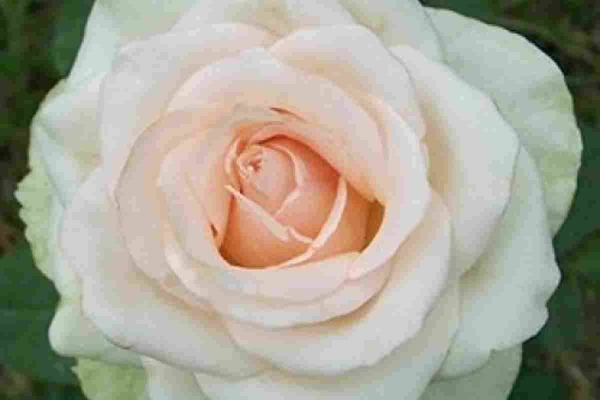 Саженцы белых роз: разнообразие видов и сортов